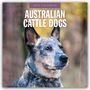 : Australian Cattle Dogs - Australian Cattle Dog 2025 - 16-Monatskalender, KAL