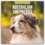 : Australian Shepherds - Australian Shepherd 2025 - 16-Monatskalender, KAL