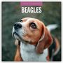 : Beagles - Beagle 2025 - 16-Monatskalender, KAL