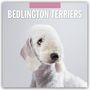 : Bedlington Terrier - Bedlington Terriers 2025 - 16-Monatskalender, KAL