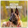 : Belgian Shepherd - Belgischer Schäferhund 2025 - 16-Monatskalender, KAL