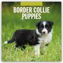 : Border Collie Puppies - Border Collie Welpen 2025 - 16-Monatskalender, KAL