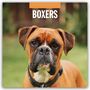 : Boxers - Deutscher Boxer 2025 - 16-Monatskalender, KAL