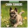 Robin Red: Cairn Terriers - Cairn Terrier 2025 - 16-Monatskalender, KAL