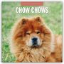 : Chow Chows - Chow Chow 2025 - 16-Monatskalender, KAL