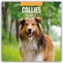 : Collies - Collie 2025 - 16-Monatskalender, KAL