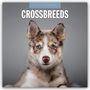 : Crossbreeds - Hundemischlinge - Mischlingshunde 2025 - 16-Monatskalender, KAL