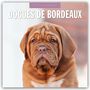 : Dogues de Bordeaux - Bordeauxdoggen - Bordeaux Doggen 2025 - 16-Monatskalender, KAL