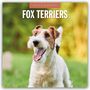 : Fox Terriers - Foxterrier 2025 - 16-Monatskalender, KAL