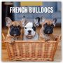 : French Bulldogs - Französische Bulldoggen 2025 - 16-Monatskalender, KAL