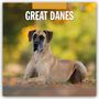 : Great Danes - Deutsche Dogge 2025 - 16-Monatskalender, KAL