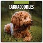 : Labradoodles - Labradoodle 2025 - 16-Monatskalender, KAL