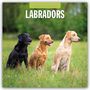 : Labradors - Labradore - Labrador Retriever 2025 - 16-Monatskalender, KAL