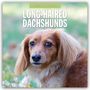 : Long-Haired Dachshunds - Langhaardackel 2025 - 16-Monatskalender, KAL