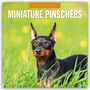 : Miniature Pinschers - Zwergpinscher - Rehpinscher 2025 - 16-Monatskalender, KAL