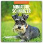 : Miniature Schnauzer - Zwergschnauzer 2025 - 16-Monatskalender, KAL