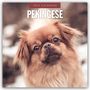 : Pekingese - Pekinese - Peking Palasthund 2025 - 16-Monatskalender, KAL