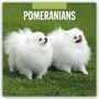 Robin Red: Pomeranians - Zwergspitz - Pomeranian Zwergspitz 2025 - 16-Monatskalender, KAL