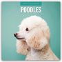 : Poodles - Pudel 2025 - 16-Monatskalender, KAL