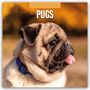 : Pugs - Mops 2025 - 16-Monatskalender, KAL