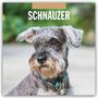 : Schnauzer 2025 - 16-Monatskalender, KAL