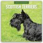 : Scottish Terrier - Scotchterrier 2025 - 16-Monatskalender, KAL