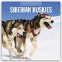 Red Robin: Siberian Huskies 2025 Square Wall Calendar, Buch