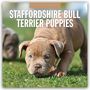 : Staffordshire Bull Terrier Puppies - Staffordshire Bullterrier Welpen 2025 - 16-Monatskalender, KAL