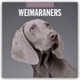 : Weimaraners - Weimaraner 2025 - 16-Monatskalender, KAL