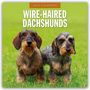 : Wire-Haired Dachshunds - Rauhaardackel 2025 - 16-Monatskalender, KAL