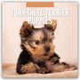 : Yorkshire Terrier Puppies - Yorkshire Terrier Hundewelpen 2025 - 16-Monatskalender, KAL