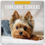 : Yorkshire Terriers - Yorkshire Terrier 2025 - 16-Monatskalender, KAL