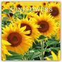 Red Robin: Sunflowers 2025 Square Wall Calendar, Buch