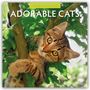 Robin Red: Adorable Cats - Liebenswerte Katzen 2026 - 16-Monatskalender, KAL