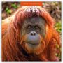 Robin Red: Apes - Affen 2026 - 16-Monatskalender, KAL