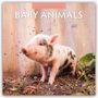 Robin Red: Baby Animals - Tierkinder - Tierbabys 2026 - 16-Monatskalender, KAL