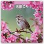 Robin Red: Birds - Vögel 2025 - 16-Monatskalender, KAL