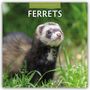 Robin Red: Ferrets - Frettchen 2026 - 16-Monatskalender, KAL