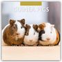 Robin Red: Guinea Pigs - Meerschweinchen 2026 - 16-Monatskalender, KAL