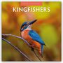 Robin Red: Kingfishers - Eisvögel 2026 - 16-Monatskalender, KAL