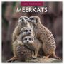 Robin Red: Meerkats - Erdmännchen 2026 - 16-Monatskalender, KAL