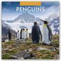 Robin Red: Penguins - Pinguine 2026 - 16-Monatskalender, KAL
