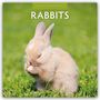 Robin Red: Rabbits - Hasen - Kaninchen 2026 - 16-Monatskalender, KAL