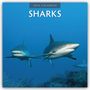 Robin Red: Sharks - Haie 2026 - 16-Monatskalender, KAL