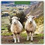 Robin Red: Sheep - Schafe 2026 - 16-Monatskalender, KAL