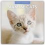 Robin Red: Siamese Cats - Siamkatzen - Siamesische Katzen 2026 - 16-Monatskalender, KAL