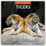 Robin Red: Tigers - Tiger 2026 - 16-Monatskalender, KAL