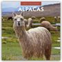 Text: "2027 CALENDAR" und "ALPACAS". Ein Alpaka mit langen, welligen Haaren steht auf einer grünen Weide. Im Hintergrund weitere Alpakas.