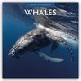 Robin Red: Whales - Wale 2026 - 16-Monatskalender, KAL