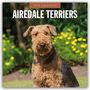Robin Red: Airdale Terriers - Airdale Terrier 2026 - 16-Monatskalender, KAL